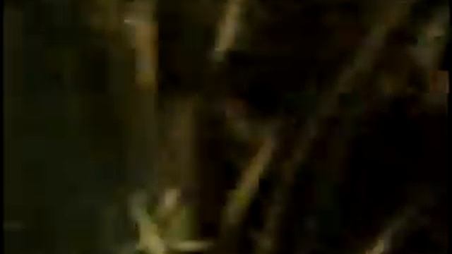 Gorilla vs Leopard смотреть онлайн