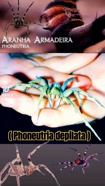 #brazilianwanderingspider #phoneutria Deadly LOVE смотреть онлайн