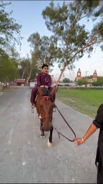 at Zoo Lahore смотреть онлайн