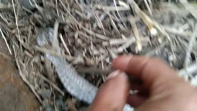 sopti psien || snake# смотреть онлайн