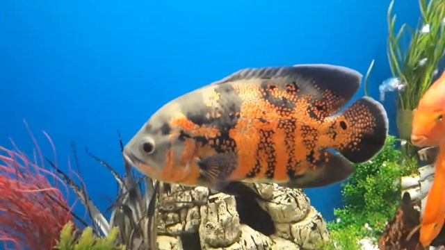 Аквариум с големи риби