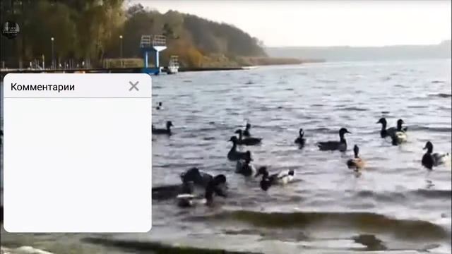 Просто уток покормить.😀 смотреть онлайн