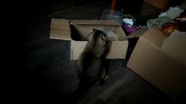 Бои мягкими лапками за жилплощадь