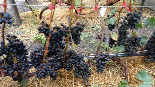 Пино устойчивый (мичуринский)./Pinot stable (Michurinskiy).