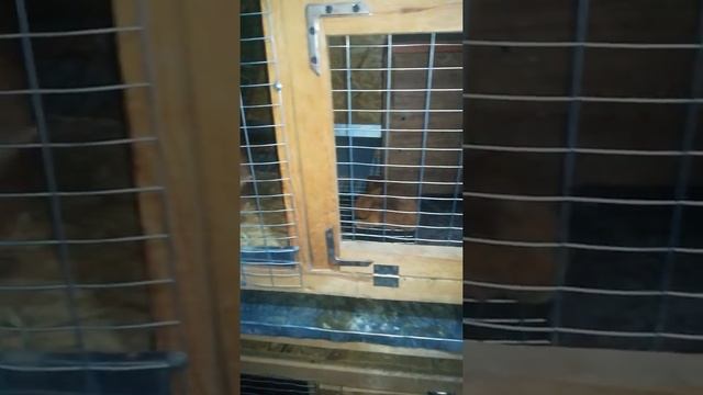 Сурской кролик. Первая клетка. смотреть онлайн