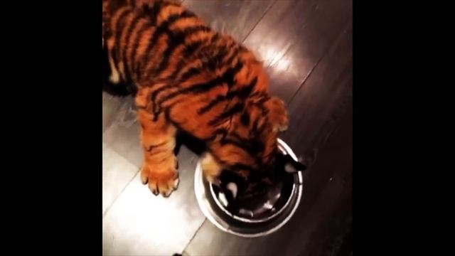 BLACKJAGUARWHITETIGER FOUNDATION смотреть онлайн
