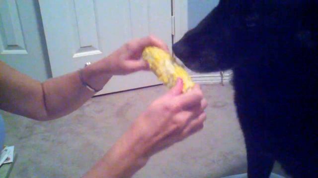 Black Lab Louie eats corn on the cob смотреть онлайн