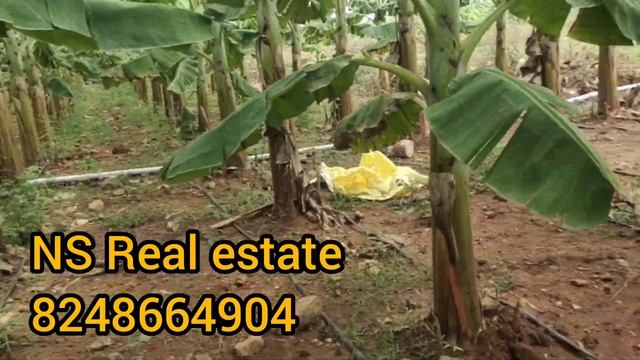 Sathyamangalam To Mettuppalayam Road (Siddhankuttai) 1 Acre 20 Cent / Total Budget : 45 Lakes