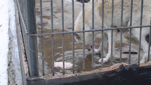 Волк спрятал курицу смотреть онлайн