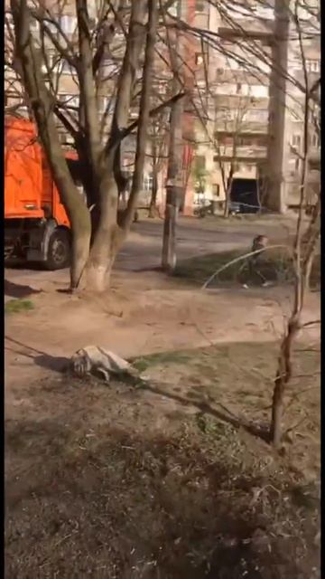 Яркие мусоровозы «УБЕРУ» привлекают внимание и оживляют город смотреть онлайн