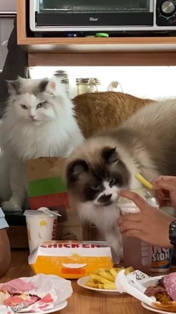 MAKAN DIRUSUHIN GENG GEMBROT. YAY OR NAY? смотреть онлайн