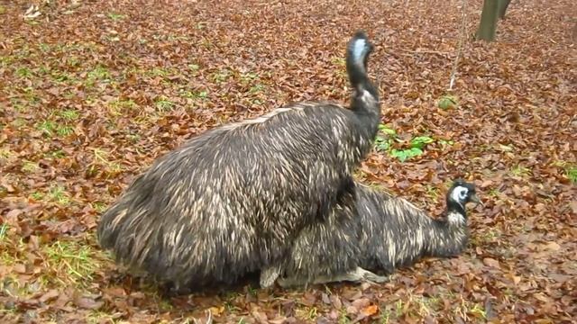 Emu love смотреть онлайн