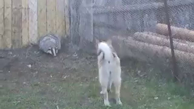 DSCF1955.AVI смотреть онлайн