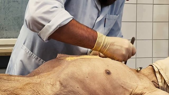 Anatomische Präparation - Grundlagen Technik смотреть онлайн
