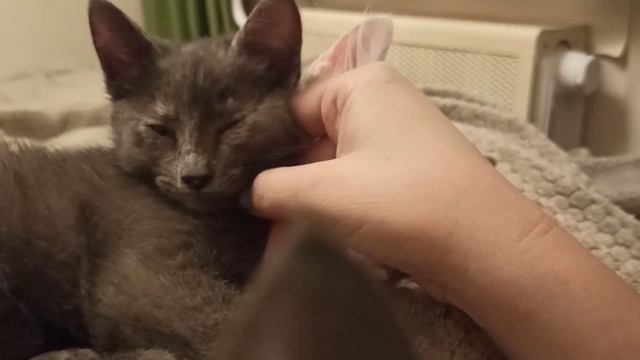 Ищем мурчалкам 🏠 смотреть онлайн
