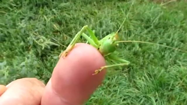 Lombszöcske manikűröz, políroz, bőrt radíroz - Bush cricket manicuring смотреть онлайн
