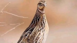 batair ki awaz suba ke liye quil sound wheat hunting with morning گندم کی شکار کے لئے بہترین آواز