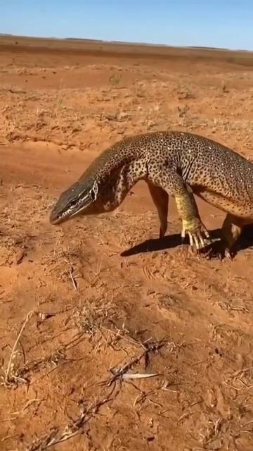 comodo dragon 🙀 #short смотреть онлайн
