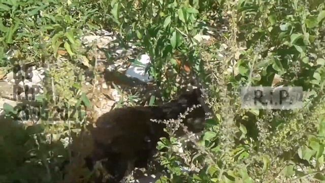 #mrblackbeast #catrip black beast no more 😔😔😔😔 смотреть онлайн