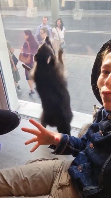 #шортс #рек #енот #racoon #этизабавныеживотные 🦝💃 ок сознаюсь,антикафе Пушистая братва на Полянке смотреть онлайн