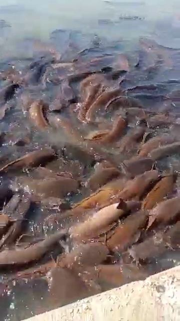 African catfish#trending #youtubeshorts #youtube #viral #tum tum смотреть онлайн