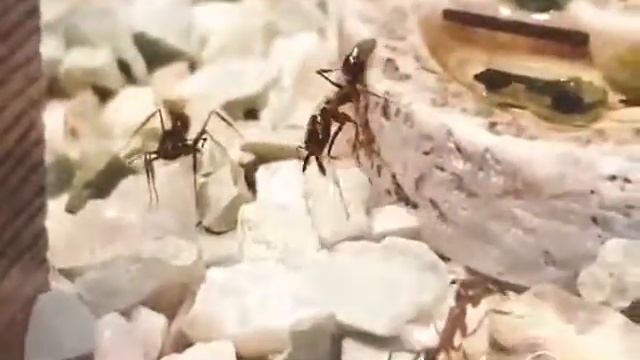 Trap Jaw Ants Footage смотреть онлайн