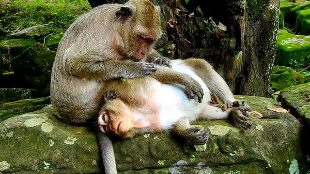 Popeye Looks After SweetPea Cos She Have Only Child Available, SweetPea Groomed