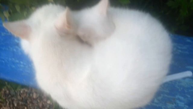 VLOG: Нашли маму с котёнком на улице!) смотреть онлайн