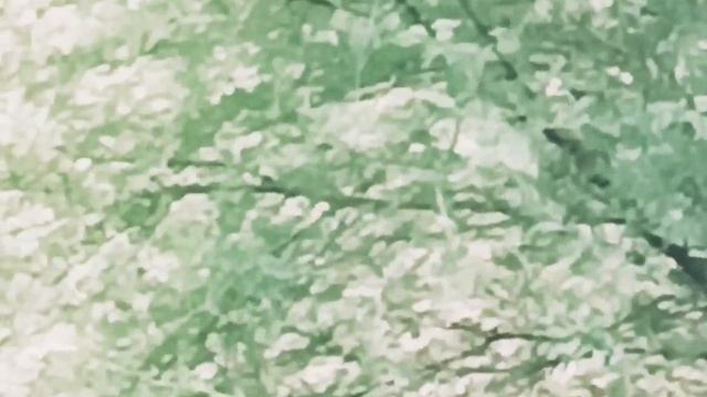 See how this peacock is flying.sound#viral #peacock#foryou#video @voiceoffhindustaniyouths5642 смотреть онлайн