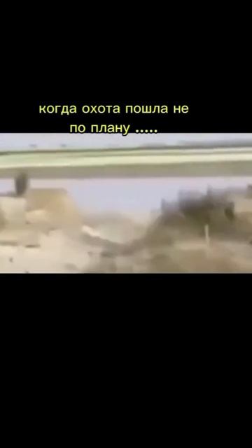 Пятачок подрос #собаки в шоке)) смотреть онлайн