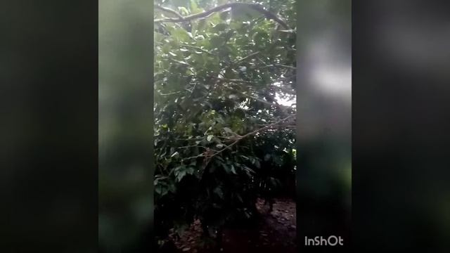 Manejo de la cochinilla смотреть онлайн