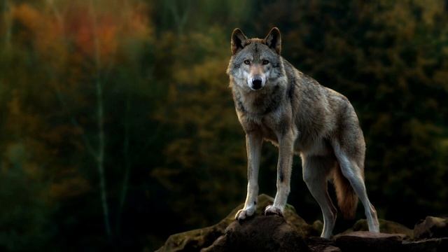Celtic Music (Adrian Von Ziegler) - Wolf Blood | Tin Whistle Cover