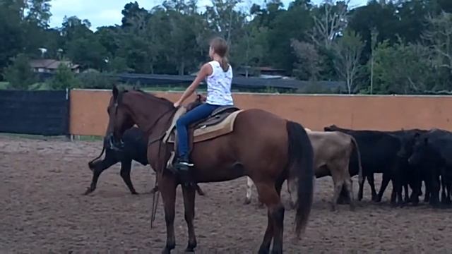 Landyn Williams Cutting Cows at Ted Sokol Cutting Clinic смотреть онлайн
