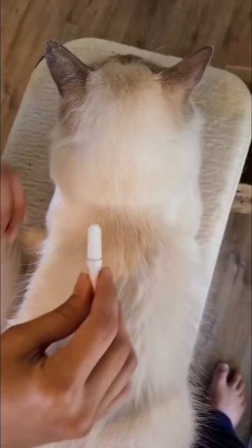 #ad Bravecto Plus is the looooongest lasting flea, tick and worm spot-on treatment for your cats #b смотреть онлайн