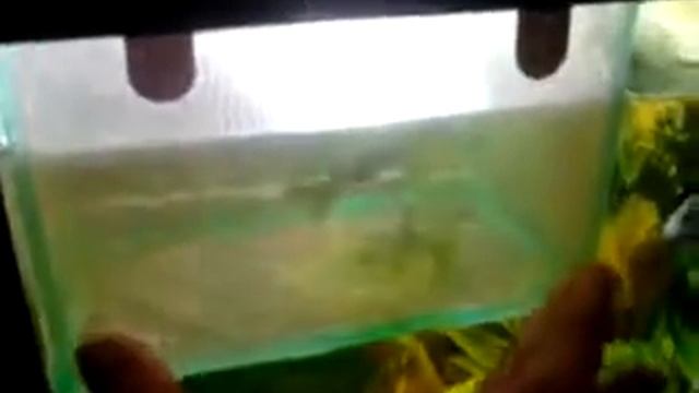 Пересодник для рыб aqua pro TRixsie смотреть онлайн
