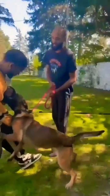 #decoy #bite #training #work #youtuber #instagram #k9 #working#dog смотреть онлайн