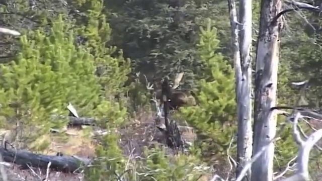 Guide to Long Rifle Hunting смотреть онлайн
