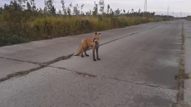лисенок на Урненском месторождении смотреть онлайн