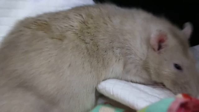 A 2-year-old pet rat has pneumonia Pt 2 смотреть онлайн