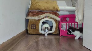 Мама-кошка следит за тем, чтобы котята не дрались.