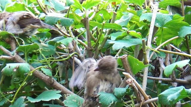 Я сижу такая вся... смотреть онлайн