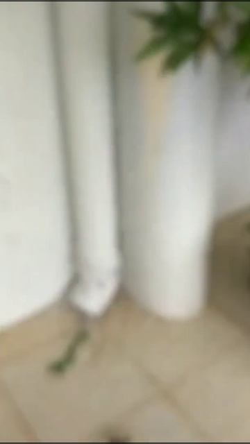 Улитка в воде??/ ахатины ??/ Ulitka Suvda 🤯