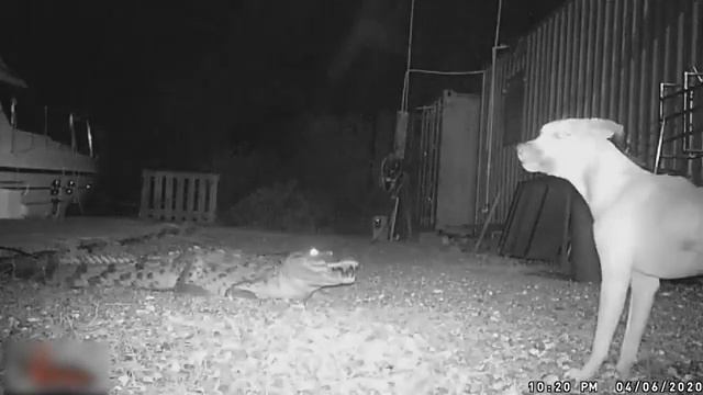 Dogs Have an Encounter With Crocodile Nesting Near Dock - 1171192 смотреть онлайн