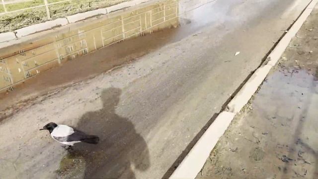 БИЗНЕС С НУЛЯ на АЙФОНАХ + УРБАНИСТИКА / сколько заработал ?