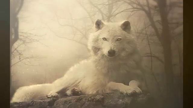 Любишь волков? Тогда смотри смотреть онлайн