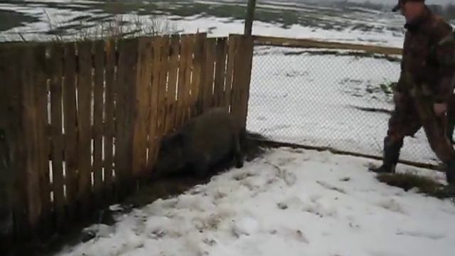 Притравка ягдтер"єра по кабану смотреть онлайн