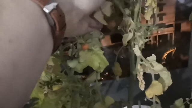 Остатки сладки. Конец огорода?