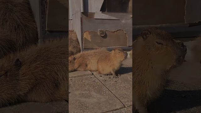 可愛い以外の言葉が見つからない…♪【カピバラさん♪】 смотреть онлайн