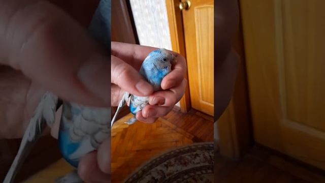 Волнистый попугай любит когда его гладят смотреть онлайн
