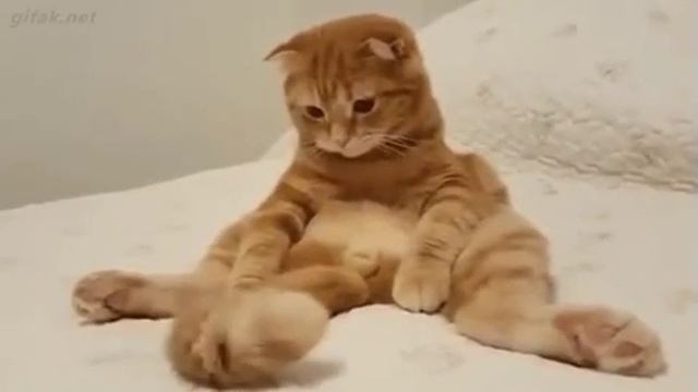 Котэ смотреть онлайн